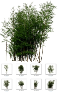 9幅竹林分层图片素材 Bamboo （tiff）